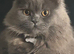 X3 British longhair kittens for sale