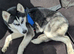 Poppy Husky