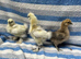 Silkie chickens
