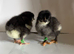 Cuckoo maran & french maran
