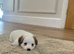 Traditional mini Jack Russell pups
