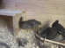 Button Quail