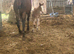 Outstanding filly foal for sale
