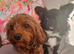 Licensed breeder, red tiny toy cavapoo litter