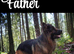 Kc German Shepards long haired