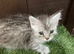 Main coon x Siberian forest cat