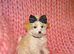 *XXS Gorgeous F1 Maltese X Tiny Toy Poodle F1 Apricot Maltipoo Puppy 5 Months Old*