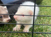 X2 polecat x1 albino boy x1 sandy girl