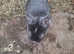 Lionhead