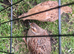 Breeding pair of francolins for sale with eggs