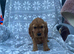 Cockapoo puppies for sale