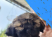 Shih tzu Puppies ready to change home.