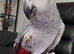 Super Chatty and Tame African Grey