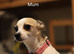 Chihuahua puppies for sale