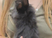 Lionhead cross boy