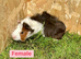 Females and male guinea pigs