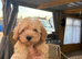 1 girl and 1 boy  Toy poodles ready now