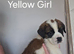 2 Female Saint Bernard Puppies