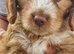 Cockapoo Puppies