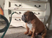 English bulldog - 4 years old