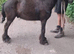 3 yr old gelding driving around 9hh