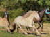 14.2 6yr old cremello cob mare