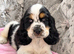 ONE BOY LEFT READY NOW KC Show Cocker Spaniels Black White & Tan Parti colour
