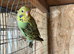 Baby budgies
