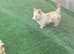 Scottish terrier puppies