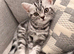Silver Tabby British shorthair kittens GCCF registered