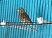 Young canaries
