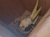 Cockatiel