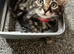 Ragdoll x tabby