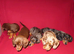 Miniature Dashound