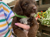 Cockapoo puppies