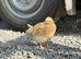 Buff Orpington Chicks
