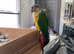 Beautiful Tame Conure – Fantastic Family Companion