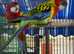 Rosella Rainbow