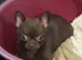 Chihuahua chocolate girl
