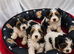 Beautiful Biewer Yorkshire Terrier Puppies – Standard Size