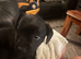 Stunning male patterdale pup