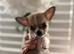 Pomchi Puppies Looking for Their Forever Homes