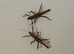 2 Stripped spiny stick insects (Tisamenus napalaki "Palaui")