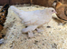 Sablepoot Pullet Growers