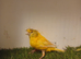 Norwich 100% Hen and Yorkshire x Staffordshire Dna'd hen Delivery Available