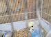 Baby budgies