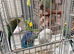 Budgeese for sale