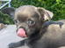 Chihuahua gorgeous tiny blue boy left