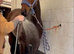 Dandy 15.3h gelding TB 4yo