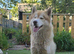 Beautiful 2-Year-Old Dog Looking for a Loving Home